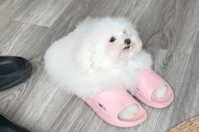 바닥에 분홍색 슬리퍼 잠깐 벗어놓았더니 두 앞발 쏙 집어넣고 있는 강아지