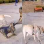 “그걸 니가 왜 도와?”…뒤따라 오던 강아지가 갑자기 보이지 않았던 이유