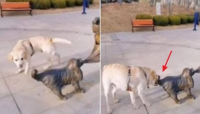 “그걸 니가 왜 도와?”…뒤따라 오던 강아지가 갑자기 보이지 않았던 이유