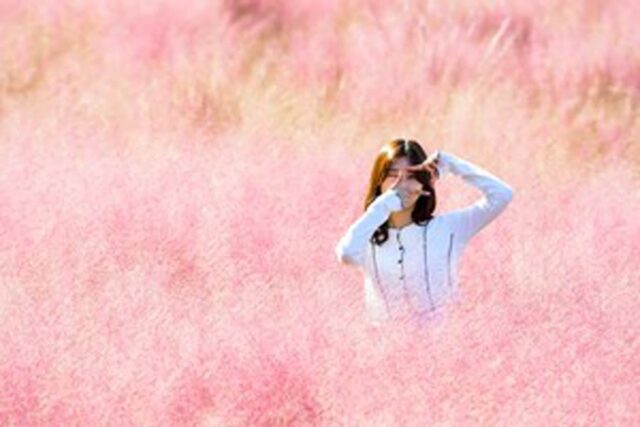 “지금이 절정인 가을꽃” 분홍분홍 감성 한가득 핑크 뮬리 명소 추천 BEST 4