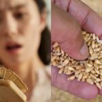 “모발 건강관리, 이제 약 아닌 건강기능식품으로” 기장과 밀에서 추출한 이것 주목