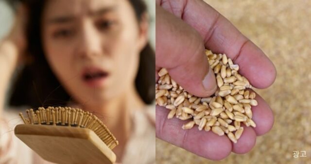 “모발 건강관리, 이제 약 아닌 건강기능식품으로” 기장과 밀에서 추출한 이것 주목