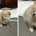 “어..언니! 오셨어요?”…야근하고 온 집사가 방에 불 켜자 눈도 못뜬채 마중하는 강아지