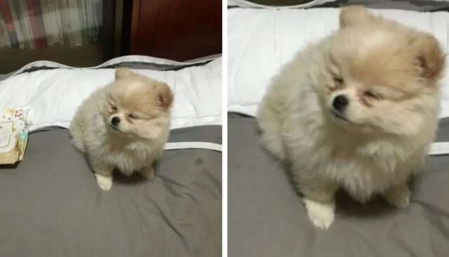 “어..언니! 오셨어요?”…야근하고 온 집사가 방에 불 켜자 눈도 못뜬채 마중하는 강아지