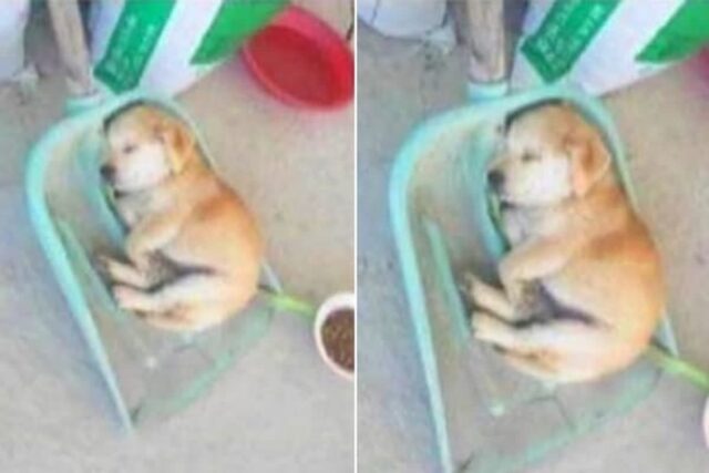 땅바닥에 누워서 자기 싫었는지 삽 위에 올라가서 낮잠 자는 시골 강아지