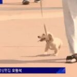 ‘뉴스에 우연히 잡힌 강아지’…잠시후 자기도 모르게 줌인 해버린 카메라맨