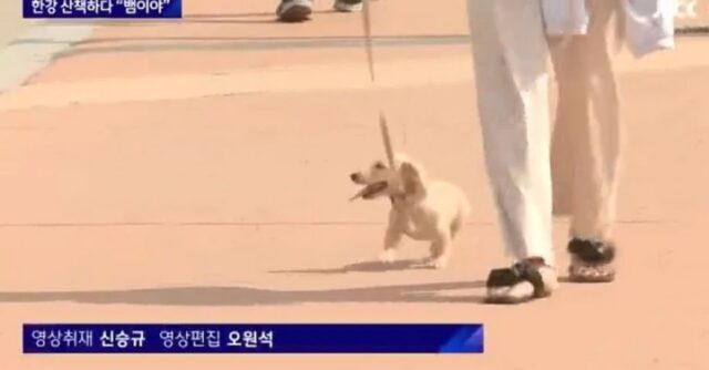 ‘뉴스에 우연히 잡힌 강아지’…잠시후 자기도 모르게 줌인 해버린 카메라맨