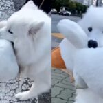 길바닥에 떨어진 인형 주워 가져가는 왕고집 댕댕이 ‘절대 포기 못 한다개’
