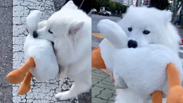 길바닥에 떨어진 인형 주워 가져가는 왕고집 댕댕이 ‘절대 포기 못 한다개’