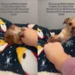 ‘이렇게 정중하다니…!’ 쓰다듬는 손길 정중하게 거절하는 치와와