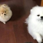 “강아지들 진짜 마음이 예뻐요”…새벽에 귀가하니까 졸린 눈으로 마중나온 강아지들
