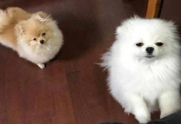 “강아지들 진짜 마음이 예뻐요”…새벽에 귀가하니까 졸린 눈으로 마중나온 강아지들