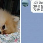 어제 딸이 목욕시킨 줄 모르고 아빠가 오늘 또 목욕시키자 개빡친 댕댕이 표정