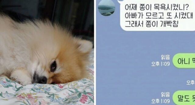 어제 딸이 목욕시킨 줄 모르고 아빠가 오늘 또 목욕시키자 개빡친 댕댕이 표정