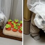 퇴근하고 올때마다 숨바꼭질 하자며 숨어있던 댕댕이가 1초만에 발견된 이유