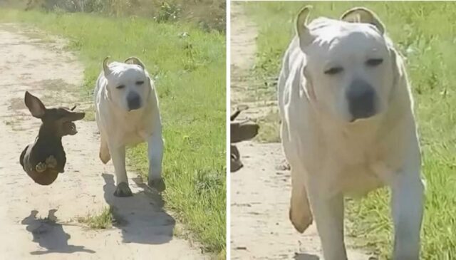 “혹시 그 입 닫을생각 없어?”…쉴새없이 떠들어대는 친구때문에 멘탈 붕괴된 댕댕이