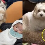 ‘안 되는데…’ 아기 장난감이 너무 탐났던 강아지에게 닥친 귀여운 시련