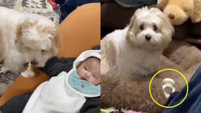 ‘안 되는데…’ 아기 장난감이 너무 탐났던 강아지에게 닥친 귀여운 시련