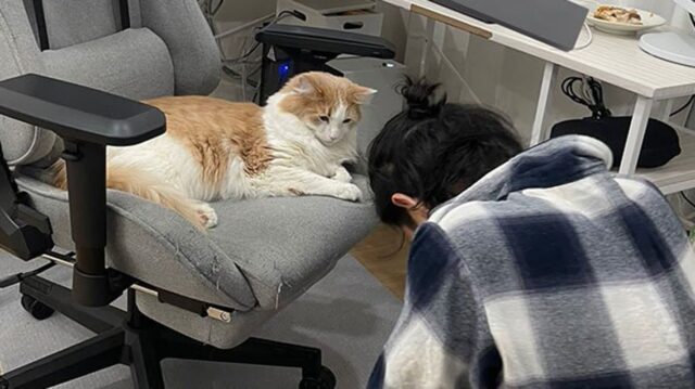 고양이에게 무릎 꿇은 집사…대체 왜? ‘제발 부탁드립니다’