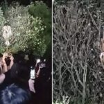 일출 보려고 이른 새벽 ‘나무’ 탔다가 등산객들 구경거리 된 남성 (영상)