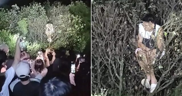 일출 보려고 이른 새벽 ‘나무’ 탔다가 등산객들 구경거리 된 남성 (영상)