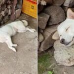 “여보! 계속 자”…할아버지가 강아지 산책 못 시켰다며 할머니에게 보낸 카톡 사진