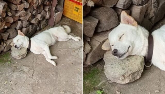 “여보! 계속 자”…할아버지가 강아지 산책 못 시켰다며 할머니에게 보낸 카톡 사진