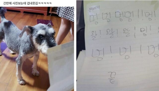 “군대 간 남동생 힘들까봐 걱정했는데 강아지에게 쓴 편지 보고 너무 어이없었어요”