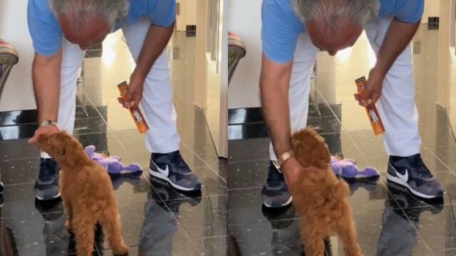 ‘개 필요 없다더니…’ 가방에서 먹이 꺼내들고 강아지한테 다가가는 아버지