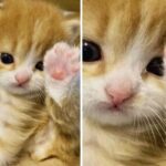 “자! 봐라 봐~~ 이게 그렇게 좋으냐?”…귀찮은 듯 분홍젤리 보여준 아기 고양이