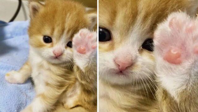 “자! 봐라 봐~~ 이게 그렇게 좋으냐?”…귀찮은 듯 분홍젤리 보여준 아기 고양이