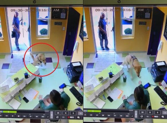 유치원 선생님이 너무 반가웠던 강아지의 ‘점프’…’진짜진짜 보고 싶었개!’