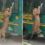 호기심에 관람객들 타고 있는 관광 버스 창문 향해 ‘폴짝’ 뛰어서 매달린 표범