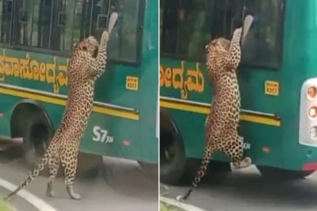 호기심에 관람객들 타고 있는 관광 버스 창문 향해 ‘폴짝’ 뛰어서 매달린 표범