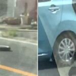 집 청소만 하기 지겨웠나… 가출해 도로 치우고 다니는 ‘로봇 청소기’