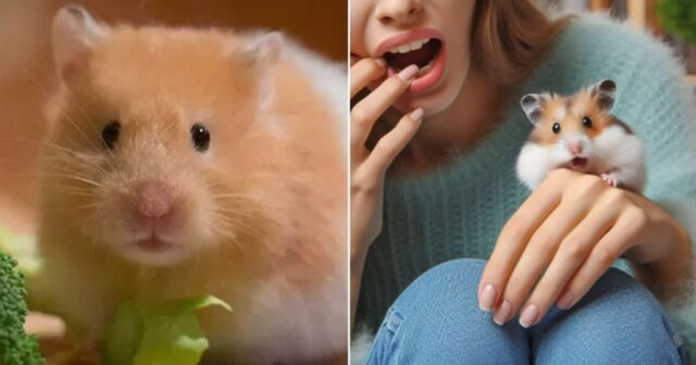 반려 햄스터에게 물린 뒤 응급실 가던 엄마… 아이들 앞에서 쓰러져 사망