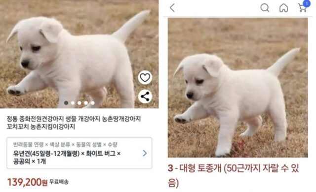 쿠팡에 “50근까지 자랄수 있다”며 강아지 판매 글 올려 시민들 분노케 한 판매자