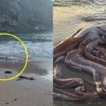 해변에 떠내려온 길이 10m ‘대왕오징어’ 발견..전문가들 “해양 생태계 변화 우려”