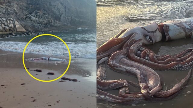 해변에 떠내려온 길이 10m ‘대왕오징어’ 발견..전문가들 “해양 생태계 변화 우려”