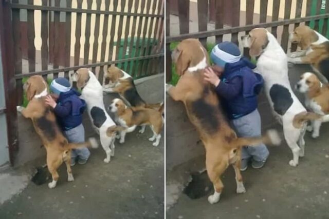 꼬리 살랑 흔들고 있는 강아지들이랑 사이좋게 담 너머 구경하는 꼬마