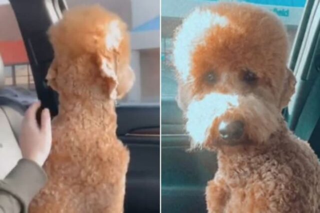 미용하고 왔는데 새 스타일이 마음에 들지 않아 결국 토라진 강아지