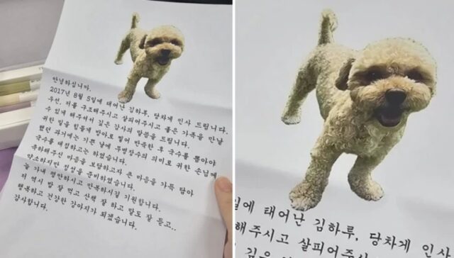“임보하다가 입양간 강아지에게서 편지가 왔다”…웃으면서 눈물 펑펑 쏟은 이유