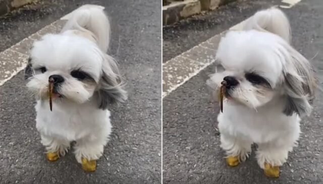 “아빠! 제 코에 뭐 있어요?”…잠자리 대롱대롱 매달고 와 산책했다고 티내는 강아지