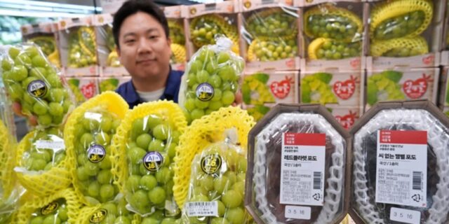 인공지능(AI)이 과일도 고른다… 롯데마트 AI선별 샤인머스켓 유통사 최초 판매