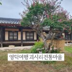 영덕 여행 괴시리 전통마을