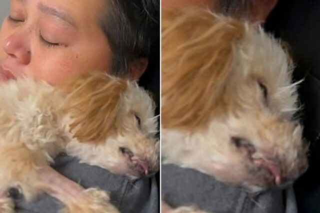 안락사 위기에 처한 노령견에게 안락사 직전 정말 예상치 못한 일이 벌어졌다