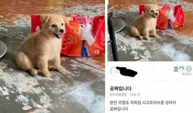 당근마켓 누리꾼들 분노 폭발하게 한 ‘강아지 공짜입니다’ 판매 글에 충격적인 대반전