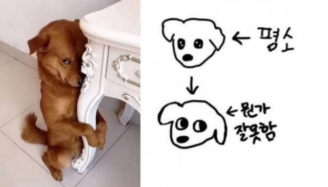 주인들이 외출했다가 돌아왔을때 가장 두려워 벌벌떠는 강아지의 행동