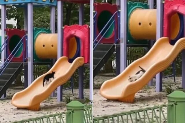 놀이터에 노는 아이들이 없자 혼자 신나게 미끄럼틀 타고 노는 중인 고양이