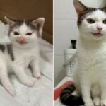 어렸을 적 모습 그대로 자랐다는 이 고양이가 말하지 못한 가슴 아픈 비밀